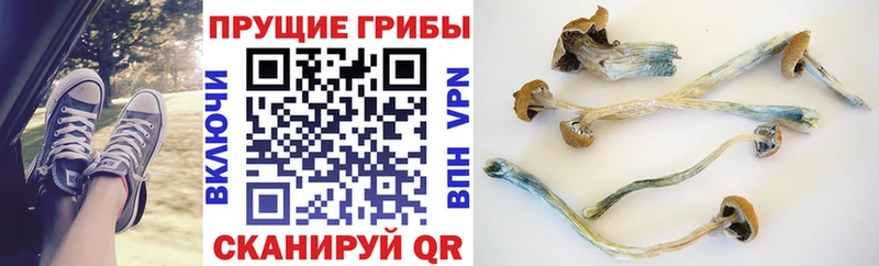 Псилоцибиновые грибы мицелий  blacksprut зеркало  Раменское  купить наркотики сайты 
